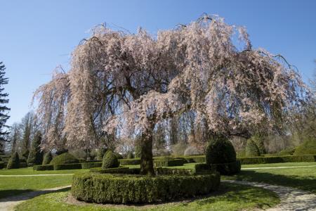 Okrasna češnja Arboretum Volčji Potok Foto Mateja Račevski-6